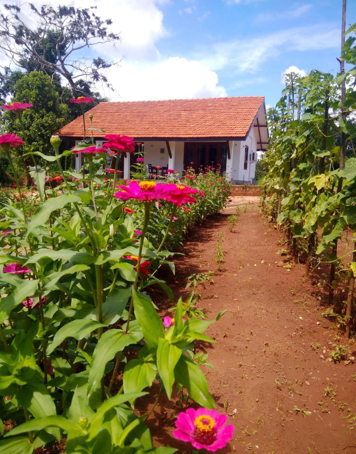 Moni Farm House Wilpattu Nochchiyagama Exteriör bild