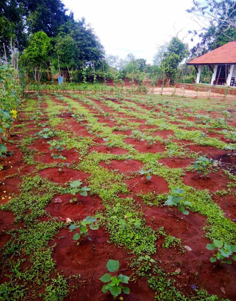 Moni Farm House Wilpattu Nochchiyagama Exteriör bild
